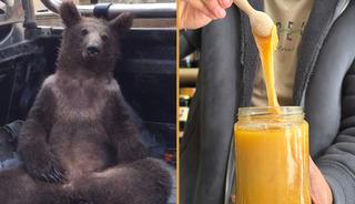 Satışları katlayan boz ayı: 'Deli balı' fazla t&uuml;ketip bayılmış, viral olmuştu