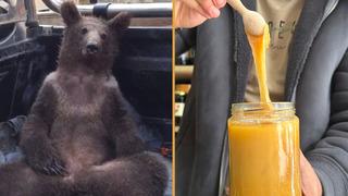 Satışları katlayan boz ayı: 'Deli balı' fazla tüketip bayılmış, viral olmuştu