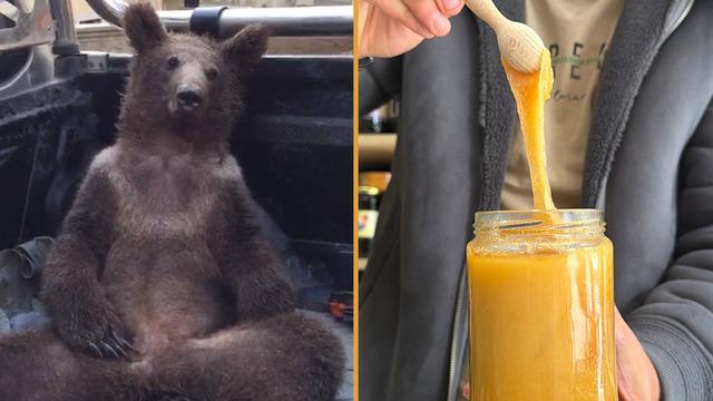 Satışları katlayan boz ayı: 'Deli balı' fazla tüketip bayılmış, viral olmuştu