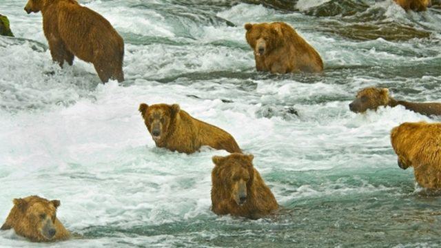 Boz ayılar somon avında