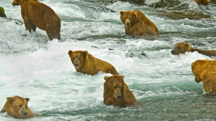 Boz ayılar somon avında