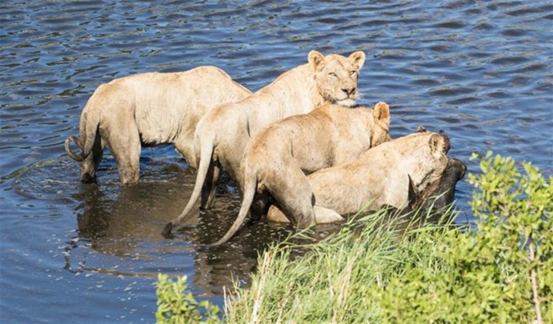 Vahşi doğanın acımasız y&uuml;z&uuml;
