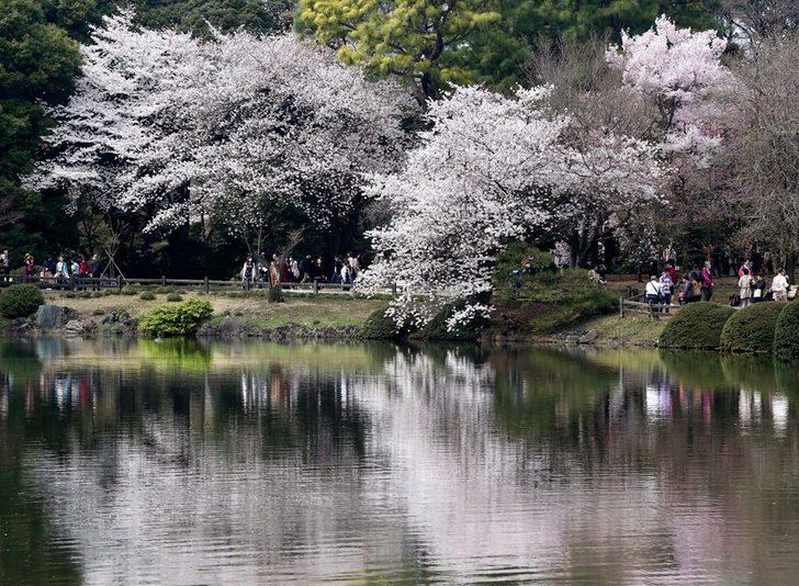 Воробьевы горы сакура. Сакура в Мане. Сакура мато. Cherry Blossom актриса.