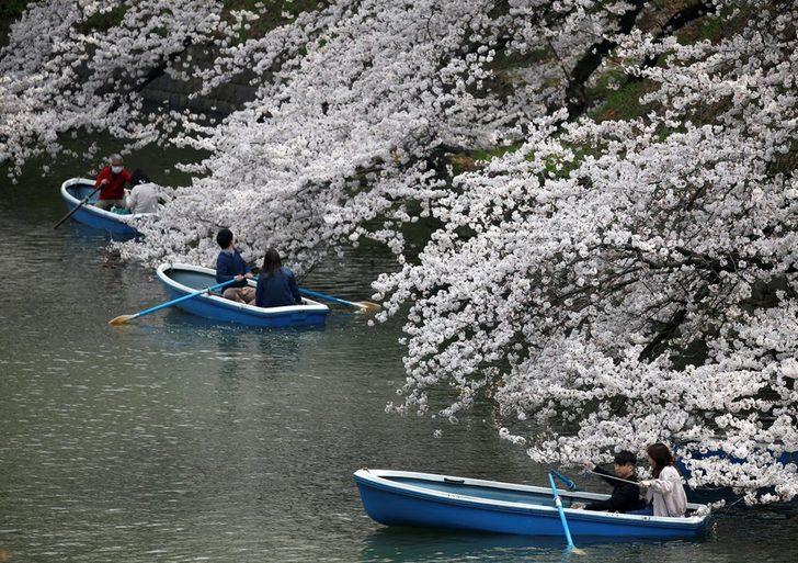 Japonya'da sakura şöleni  G2