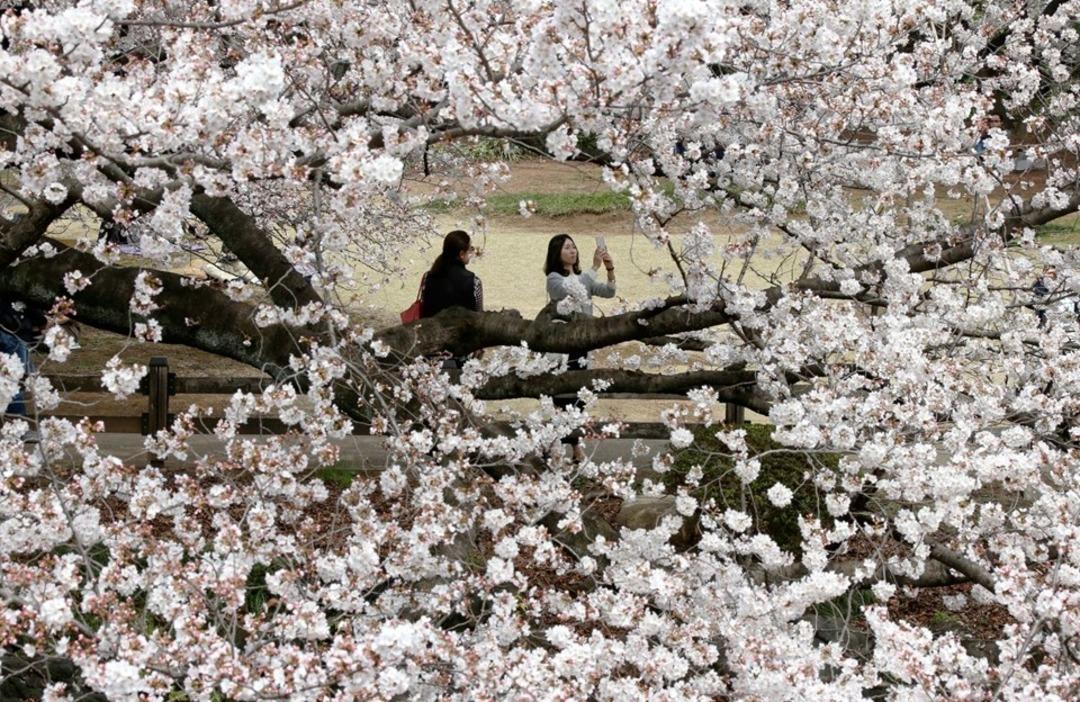 Japonya'da sakura ş&ouml;leni 