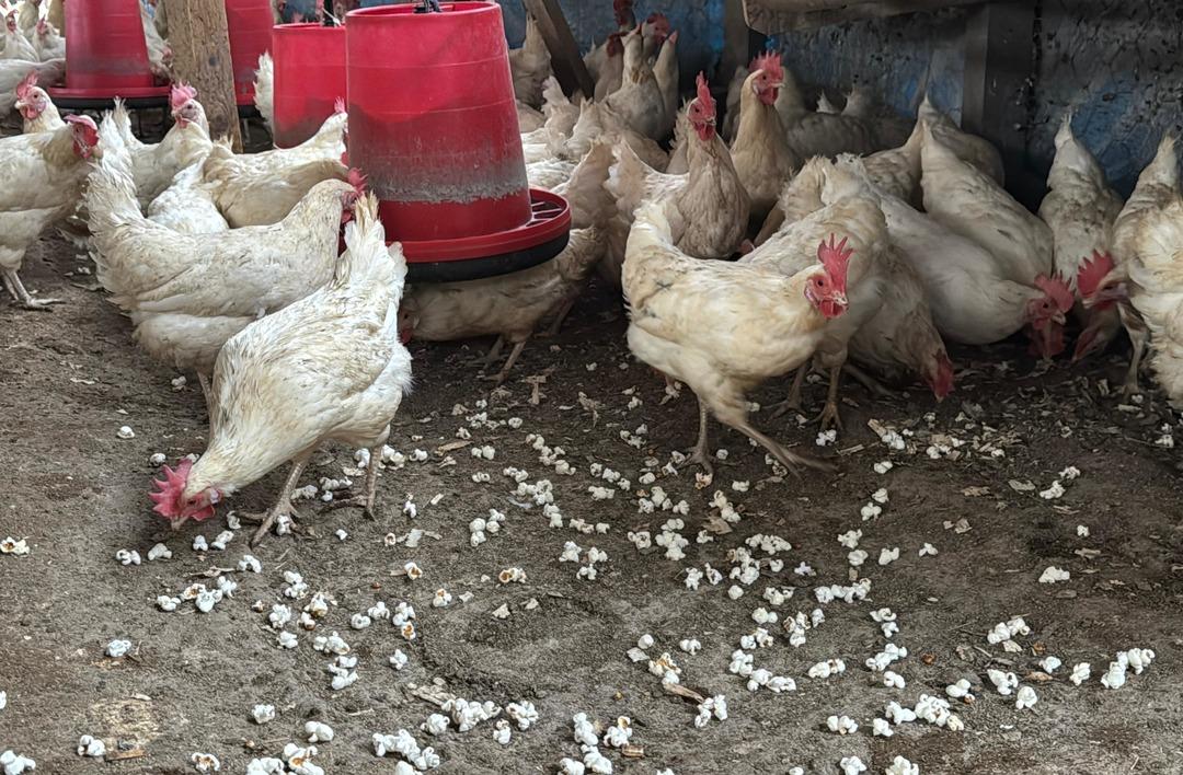 Tavukları strese girdiği i&ccedil;in k&uuml;meste mısır patlattı! Verimleri bakın nasıl arttı 2