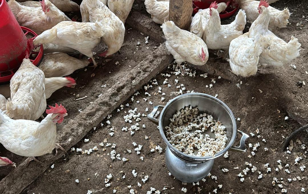 Tavukları strese girdiği i&ccedil;in k&uuml;meste mısır patlattı! Verimleri bakın nasıl arttı 1