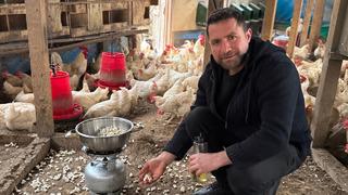 Tavukları strese girdiği için kümeste mısır patlattı! Verimleri bakın nasıl arttı