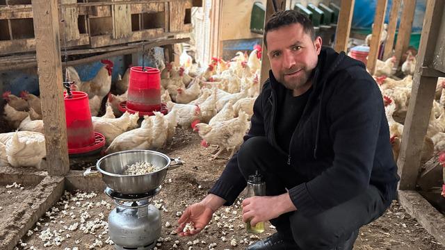 Tavukları strese girdiği için kümeste mısır patlattı! Verimleri bakın nasıl arttı