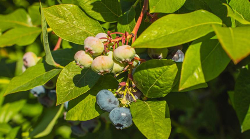 En hızlı yağ yaktıran besin a&ccedil;ıklandı! Bilime g&ouml;re mum gibi yağları eriten bir numaralı meyve