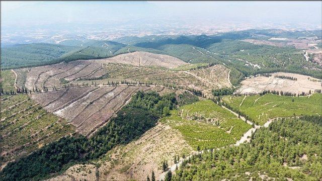 İzmir ve Manisa’ya 7 milyon fidan