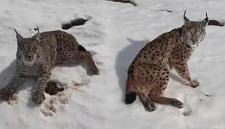 Yaralı vaşağı fark edince durdu: 'İnsanlık &ouml;lmemiş' dedirtti