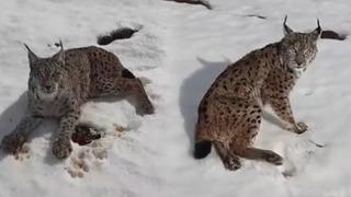 Yaralı vaşağı fark edince durdu: Tır şoförü ‘İnsanlık ölmemiş’ dedirtti