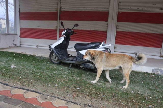 Hatay&rsquo;da 4 mahalleye kuduz karantinası 1