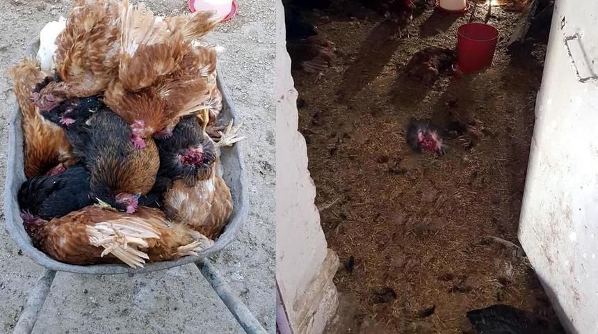 K&uuml;mese giren sansar 28 tavuğu telef etti, 8 tavuk kayıp