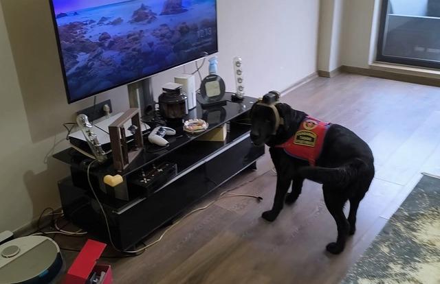 Düzce’de suç örgütü operasyonu: 36 gözaltı 2