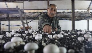 Altınlarını satıp bu işe girdi! 70 g&uuml;nde 3 kez hasat yapıp, paraya para demiyor