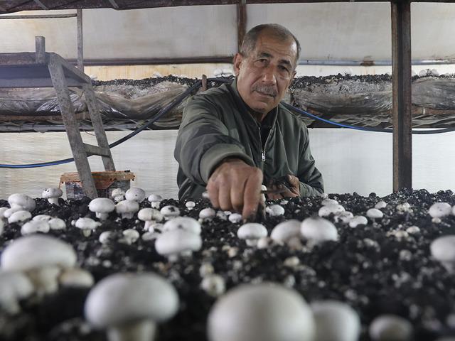 Altınlarını satıp bu işe girdi! 'Burada kimse bilmiyor' 70 g&uuml;nde 3 kez hasat yapıyor