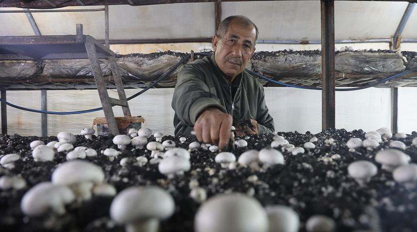 Altınlarını satıp bu işe girdi! 'Burada kimse bilmiyor' 70 g&uuml;nde 3 kez hasat yapıyor