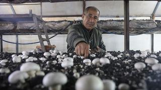 Altınlarını satıp bu işe girdi! 'Burada kimse bilmiyor' 70 günde 3 kez hasat yapıyor