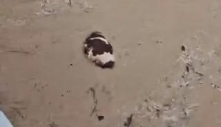 Yatağan&rsquo;da inek sel sularına kapıldı