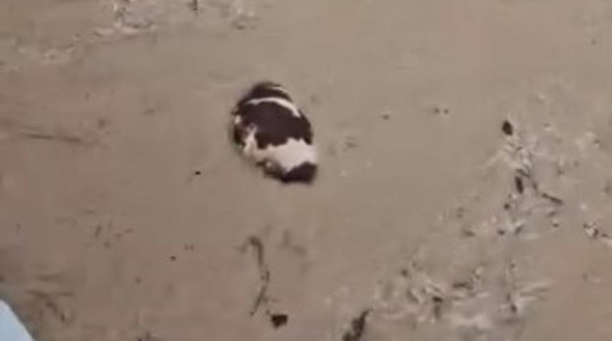 Yatağan&rsquo;da inek sel sularına kapıldı