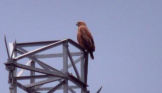 Iğdır&rsquo;da Kızıl Şahin g&ouml;r&uuml;nt&uuml;lendi