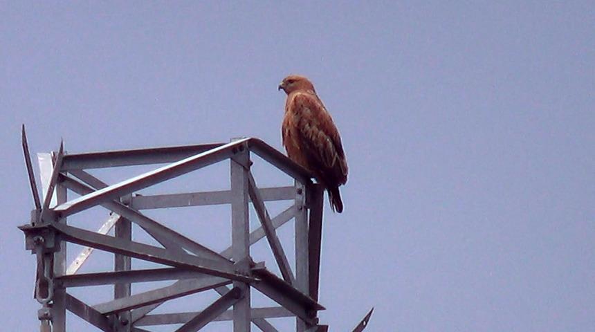 Iğdır&rsquo;da Kızıl Şahin g&ouml;r&uuml;nt&uuml;lendi