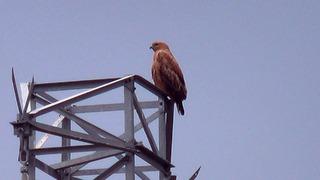 Iğdır’da Kızıl Şahin görüntülendi
