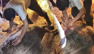 Ekmek bı&ccedil;ağı ile ineği ameliyat etti, izleyenlerin kanı dondu!