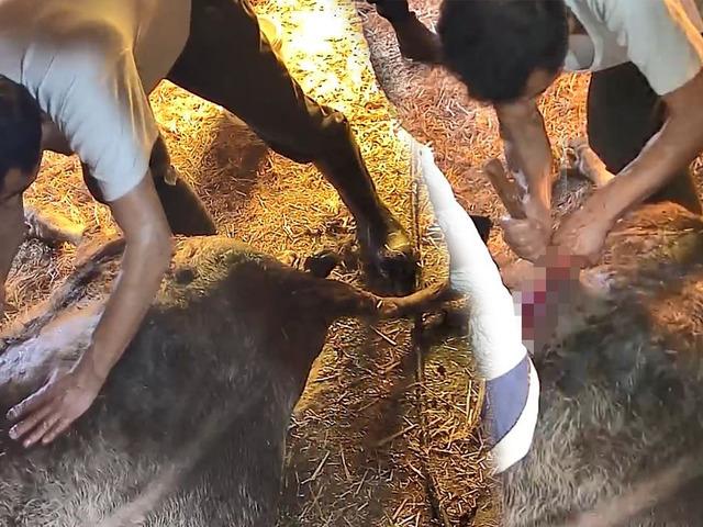 Ekmek bı&ccedil;ağı ile ineği ameliyat etti! İzleyenlerin kanı dondu