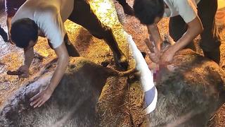 Ekmek bıçağı ile ineği ameliyat etti! İzleyenlerin kanı dondu