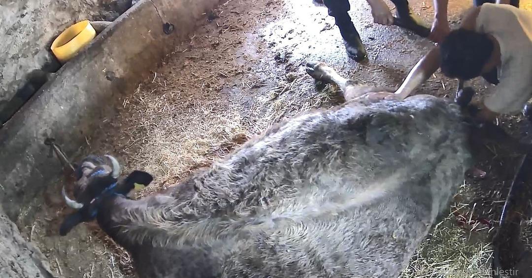 Ekmek bı&ccedil;ağı ile ineği ameliyat etti! İzleyenlerin kanı dondu 2