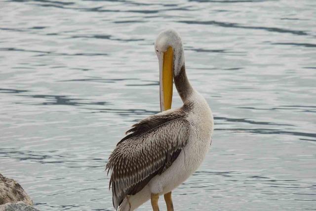 Yağışlar arttı, T&uuml;rkiye nin k&uuml;&ccedil;&uuml;k Venedik i ortaya &ccedil;ıktı 3