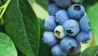 Her g&uuml;n bir avu&ccedil; yediğinizde t&uuml;m organları yeniliyor