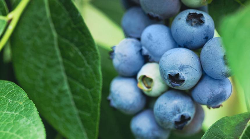 Her g&uuml;n bir avu&ccedil; yediğinizde t&uuml;m organları yeniliyor