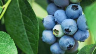 Her gün bir avuç yediğinizde tüm organları yeniliyor