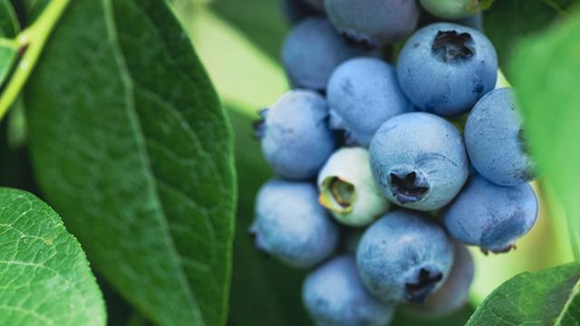 Her gün bir avuç yediğinizde tüm organları yeniliyor