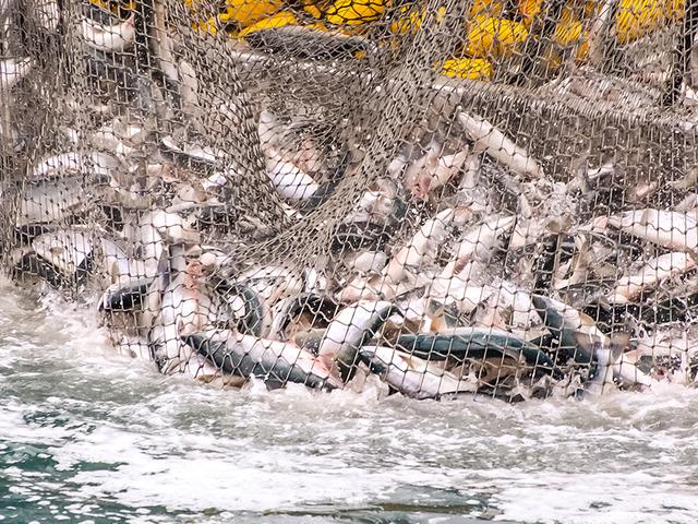 T&uuml;rk somonu ihracatı yıla y&uuml;kselişle başladı