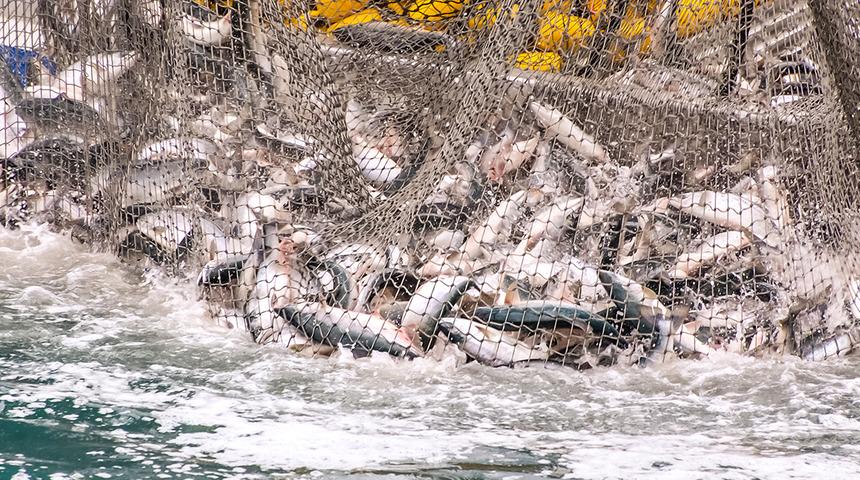 T&uuml;rk somonu ihracatı yıla y&uuml;kselişle başladı