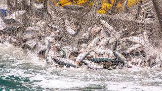 Türk somonu ihracatı yıla yükselişle başladı