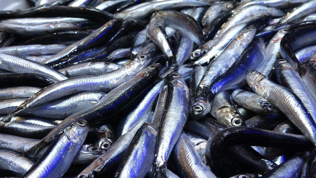 Karadeniz de sezon sonu bereketi 1