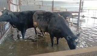 Hayvan damları sular altında kaldı, hayvanlar tahliye ediliyor