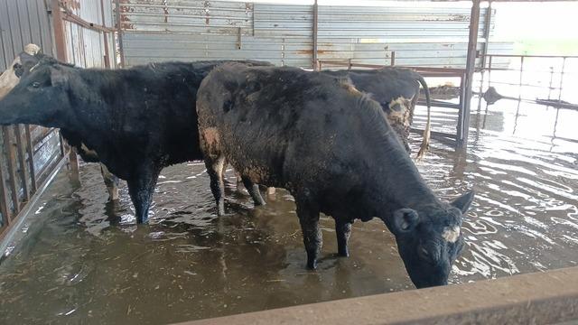 Hayvan damları sular altında kaldı, hayvanlar tahliye ediliyor