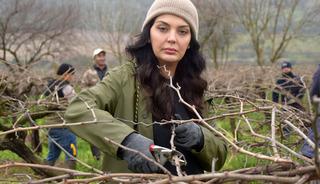 Manisa'da &ccedil;ekirdeksiz kuru &uuml;z&uuml;m bağlarında budama mesaisi