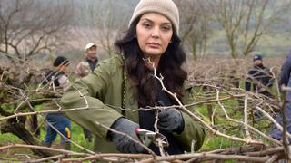 Manisa'da çekirdeksiz kuru üzüm bağlarında budama mesaisi