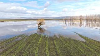 Son dakika: Muş&rsquo;ta eriyen kar ve sağanak ovayı sular altında bıraktı