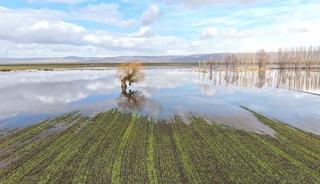 Muş&rsquo;ta eriyen kar ve sağanak ovayı sular altında bıraktı