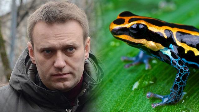 Navalny'nin vücudunda epibatidin tespit edildi! Rusya'ya cinayet suçlaması: Sadece Güney Amerika'da yaşıyor