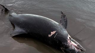 Ölü yunus sahile vurdu